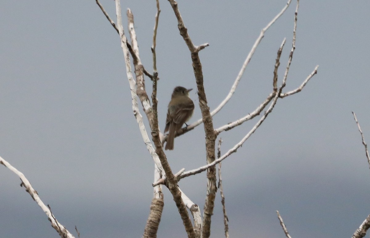 Dusky Flycatcher - ML620643219