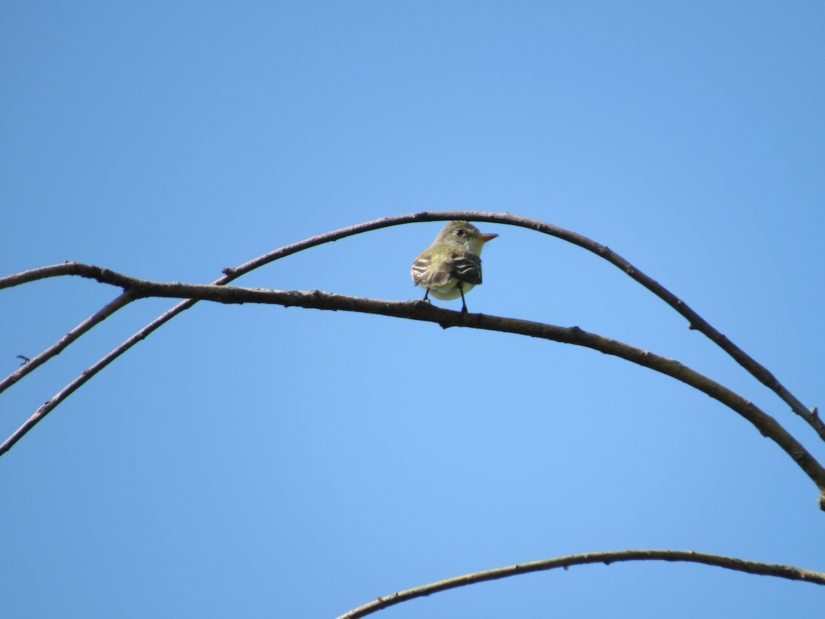 Willow Flycatcher - ML620643220