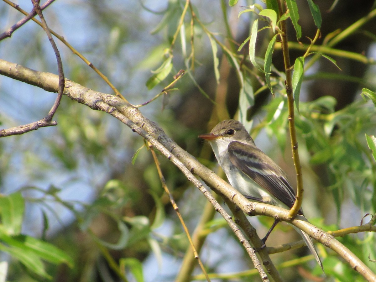 Eastern Wood-Pewee - ML620643223