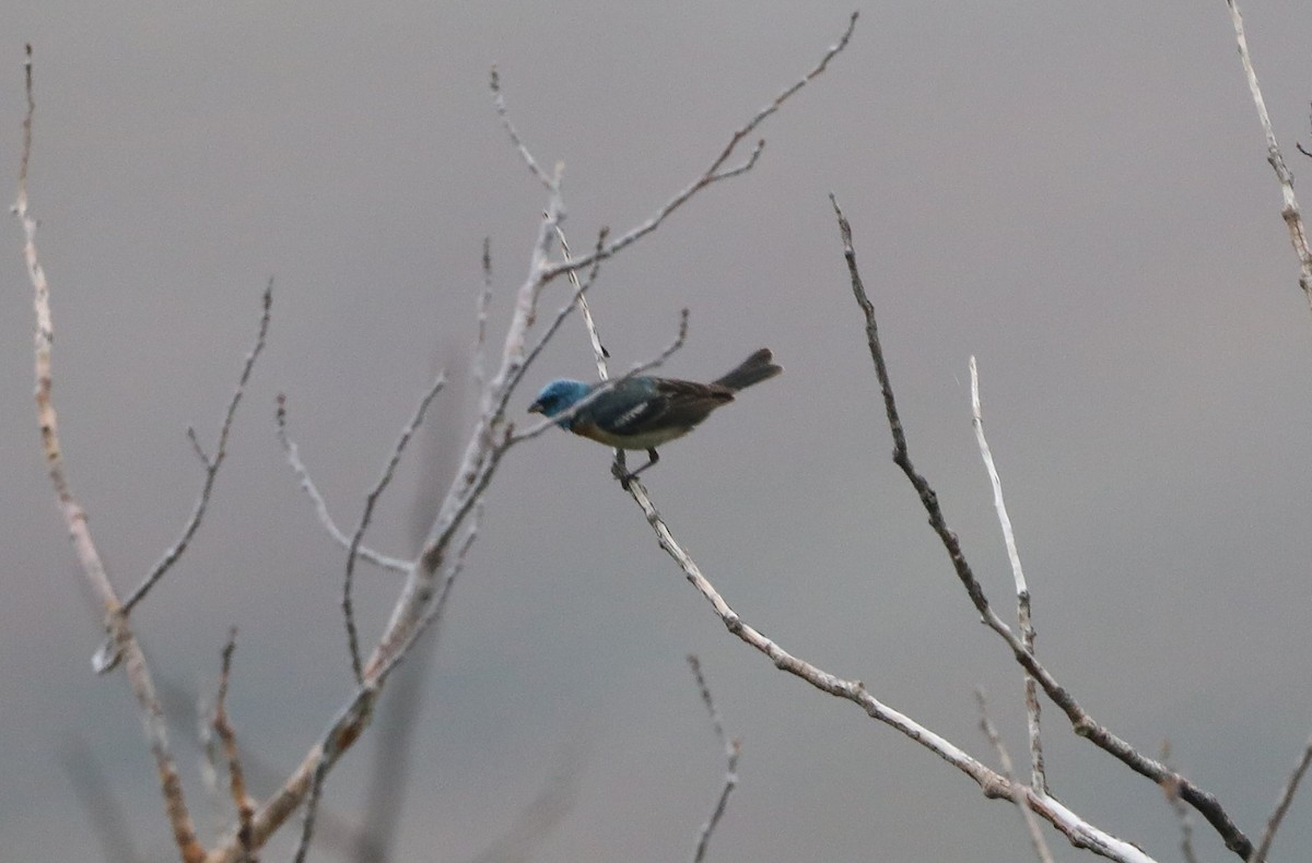 Lazuli Bunting - ML620643225