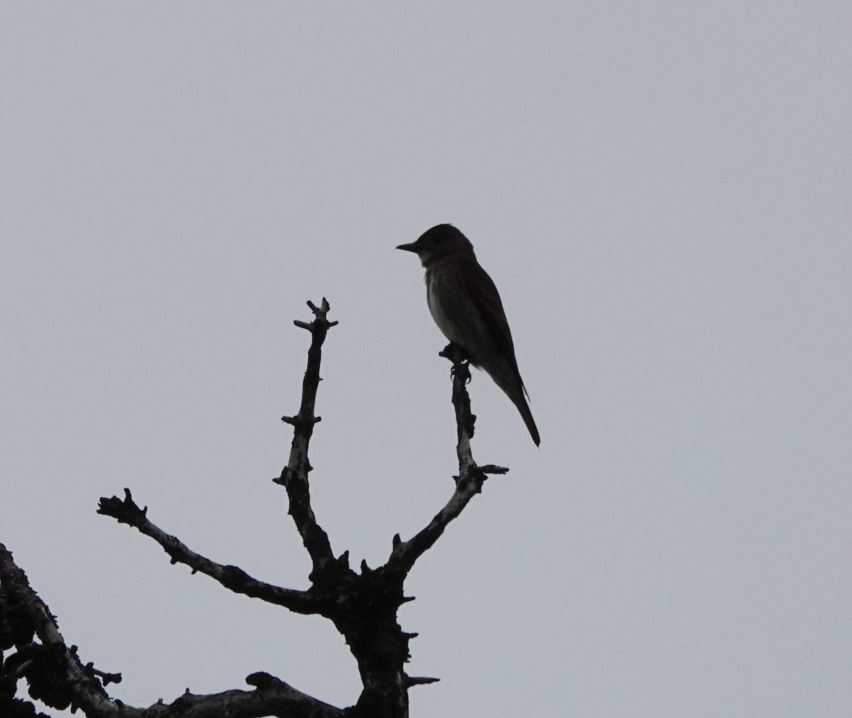 Olive-sided Flycatcher - ML620643229