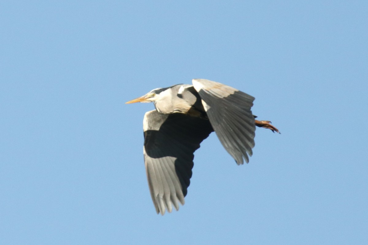 Gray Heron - ML620643230