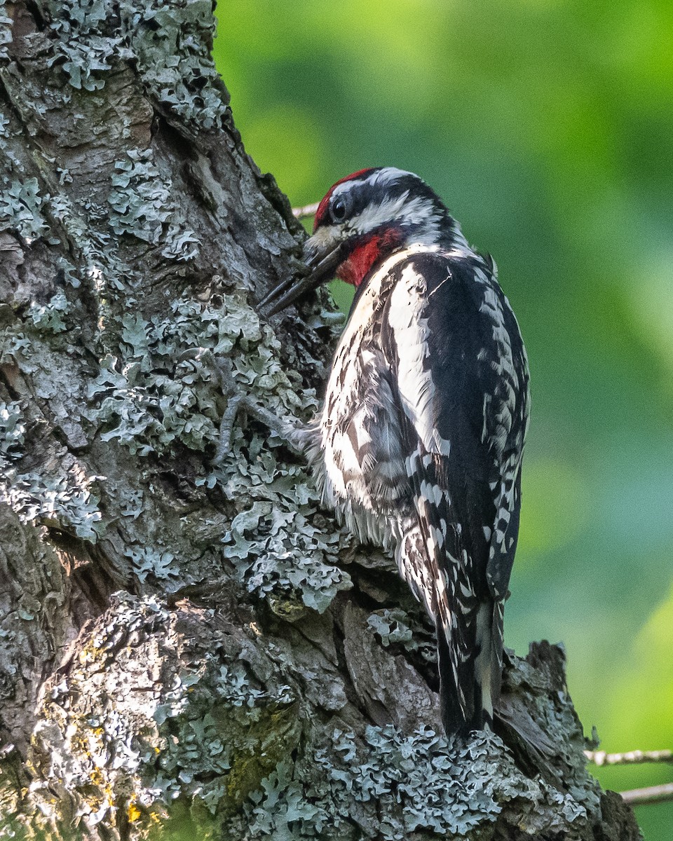 Yellow-bellied Sapsucker - ML620643235