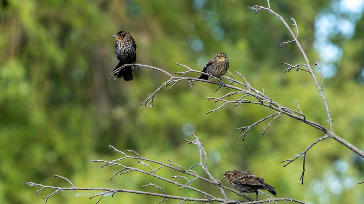 Red-winged Blackbird - ML620643242