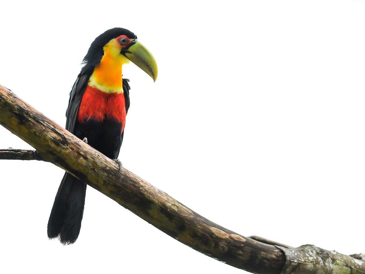 Red-breasted Toucan - ML620643244
