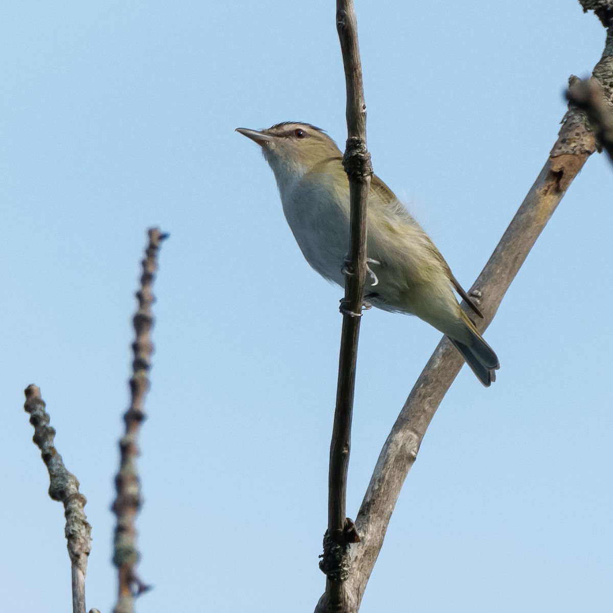 rødøyevireo - ML620643246