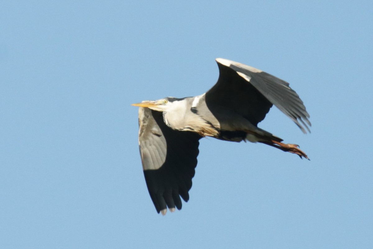 Gray Heron - ML620643248