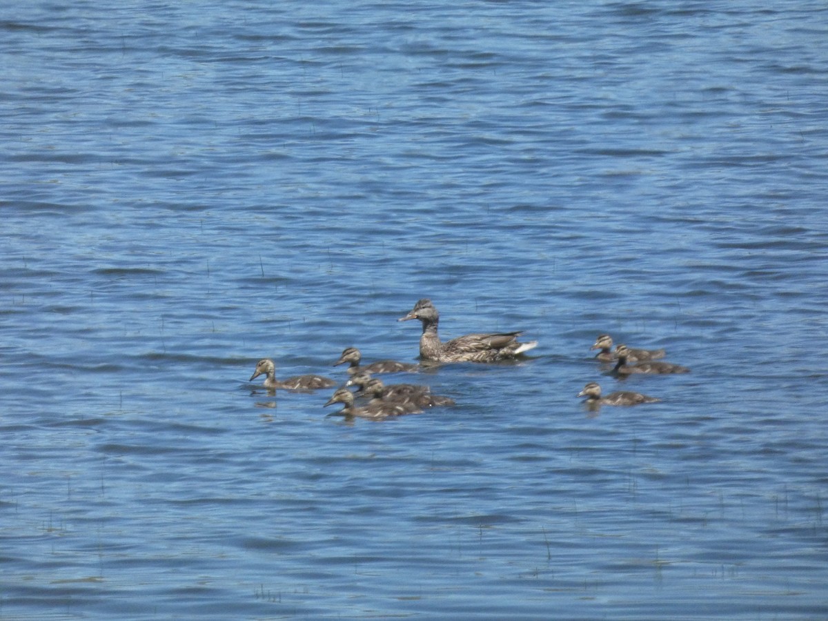 Canard colvert - ML620643250