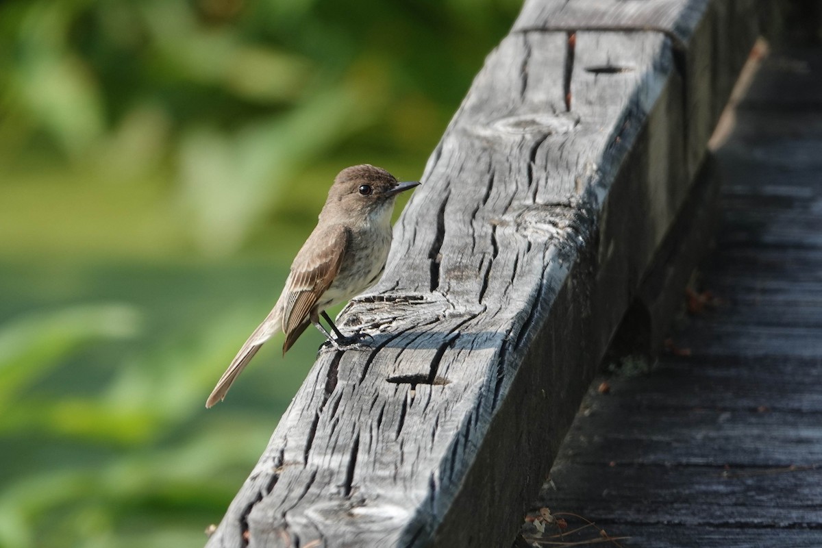 Eastern Phoebe - Karen Clifford