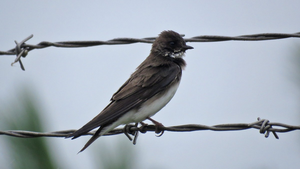 Bank Swallow - ML620643252