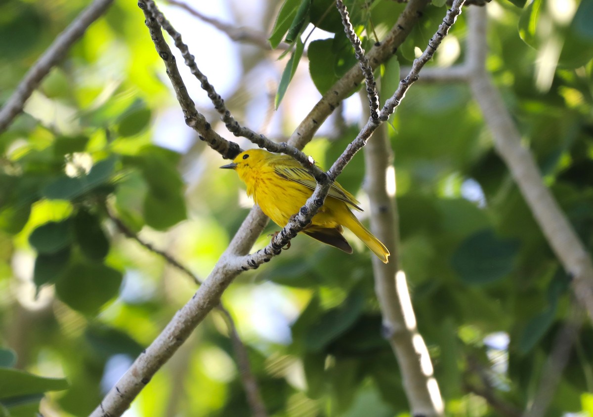 Paruline jaune - ML620643253