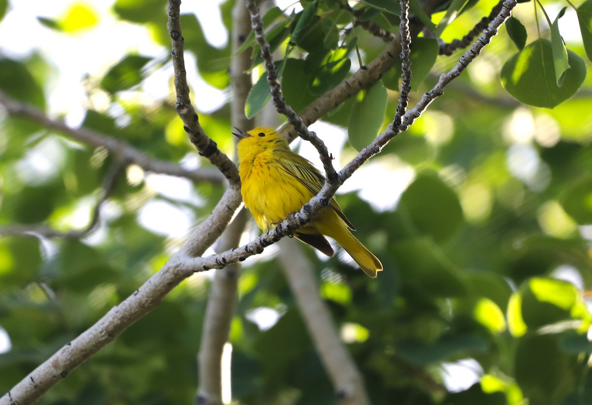 Paruline jaune - ML620643254