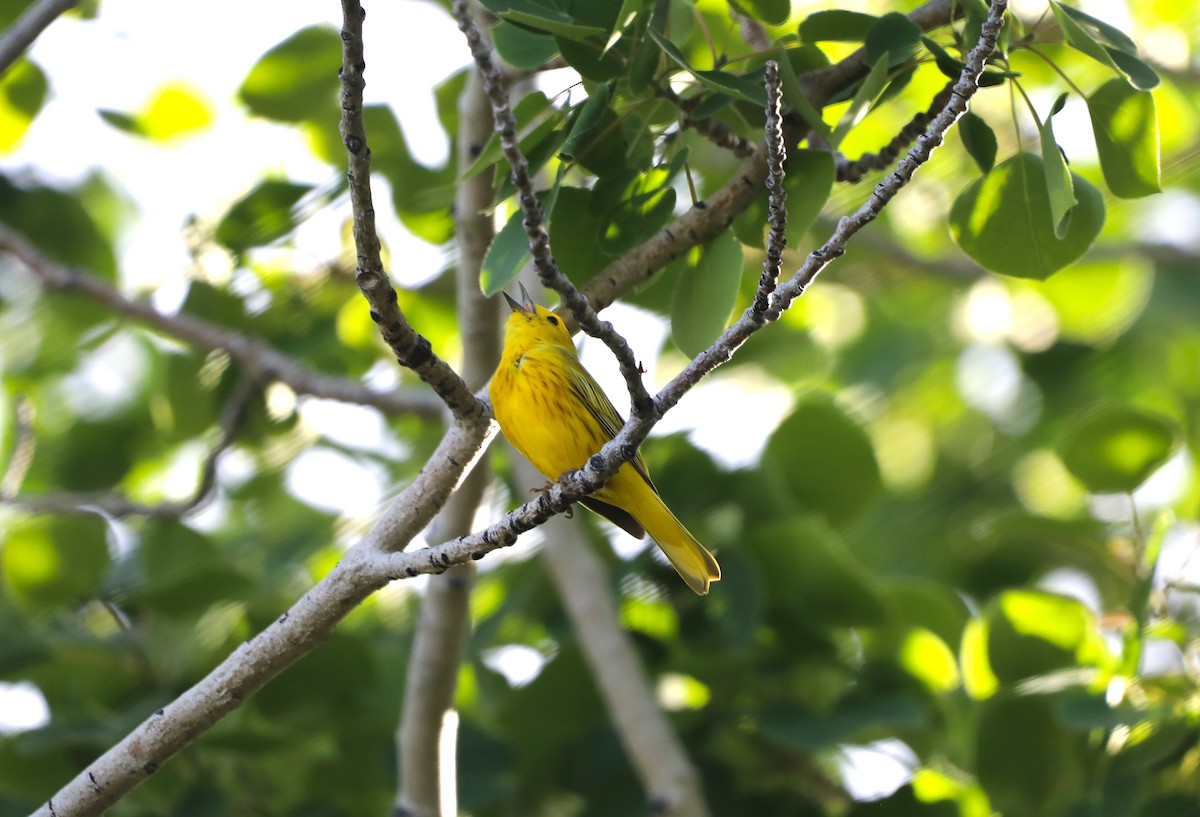 Yellow Warbler - ML620643255