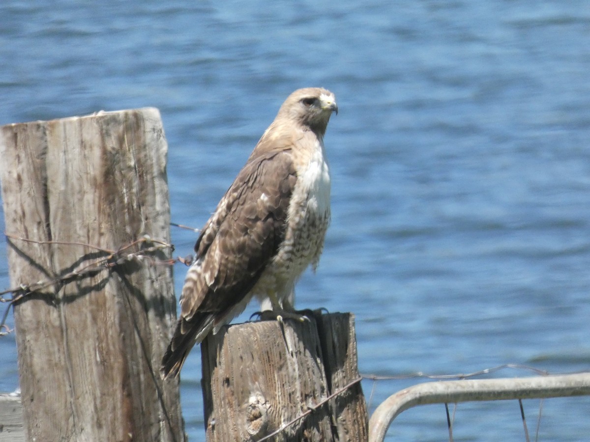 Red-tailed Hawk - ML620643261