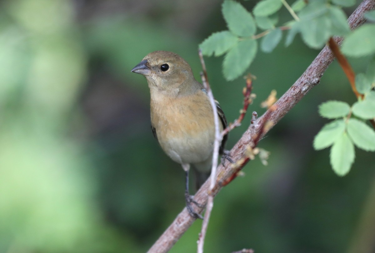 Lazuli Bunting - ML620643262