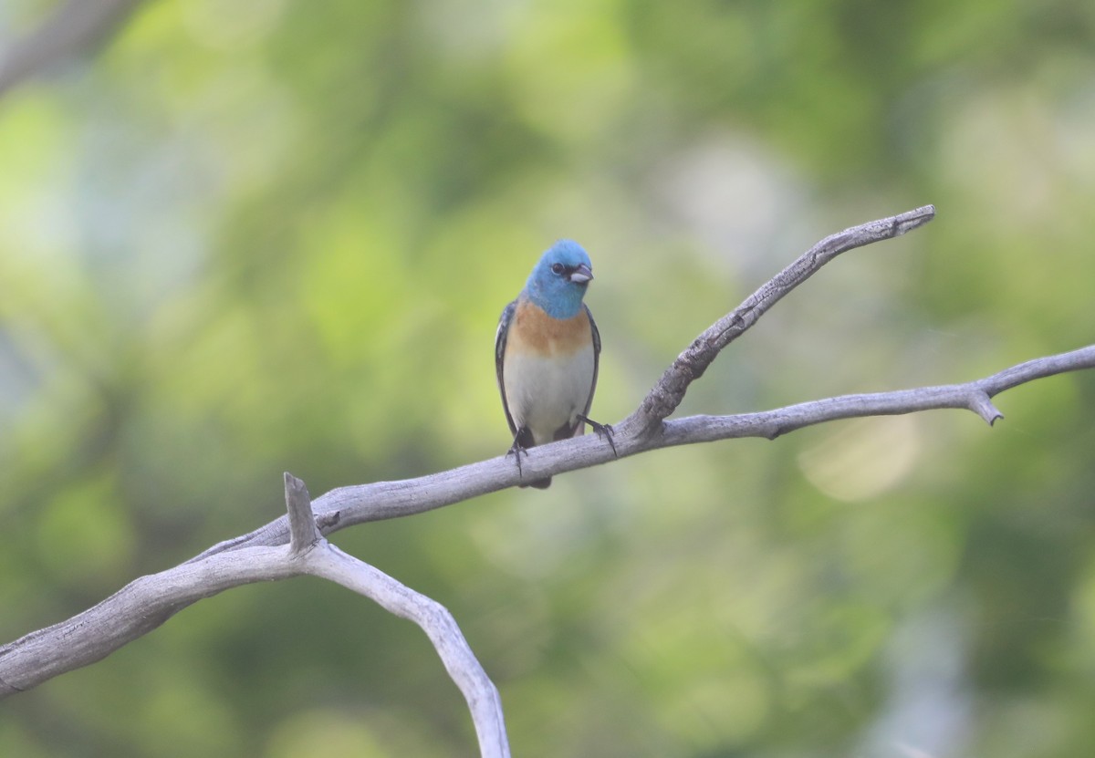 Lazuli Bunting - ML620643263