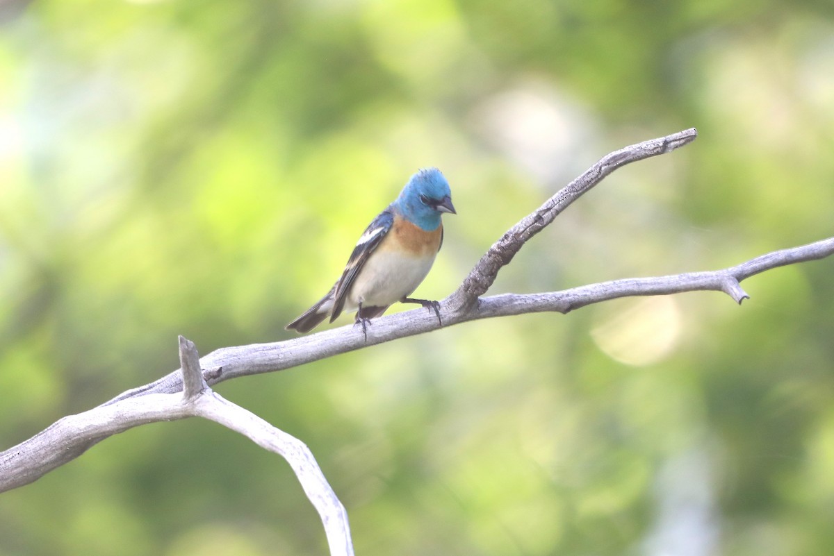 Lazuli Bunting - ML620643264