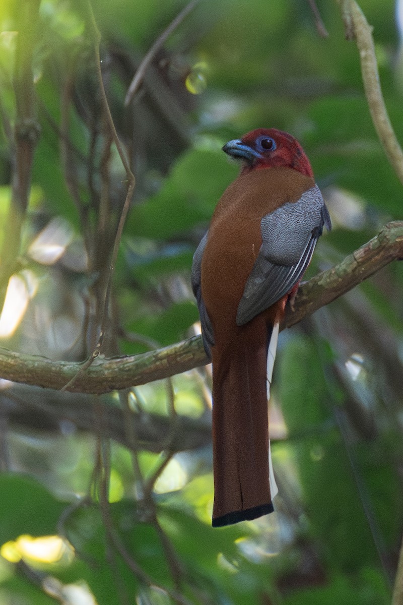 Trogon à tête rouge - ML620643270