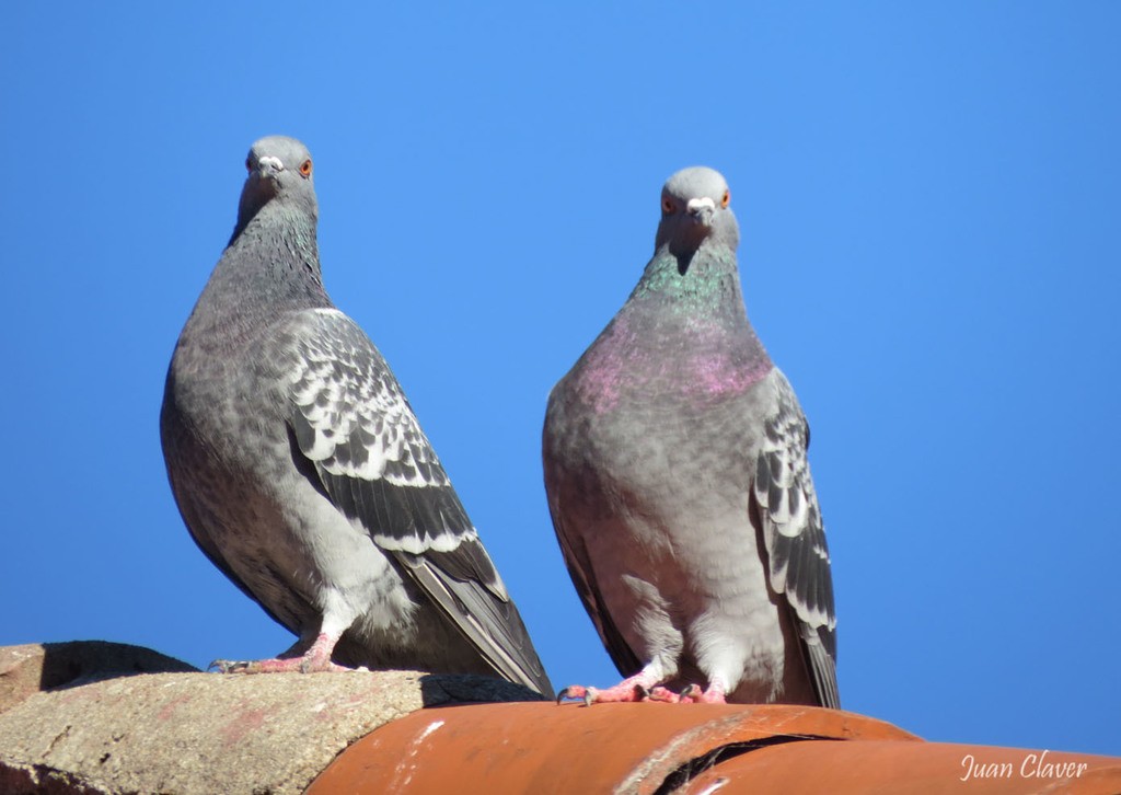 Rock Pigeon (Feral Pigeon) - ML620643275