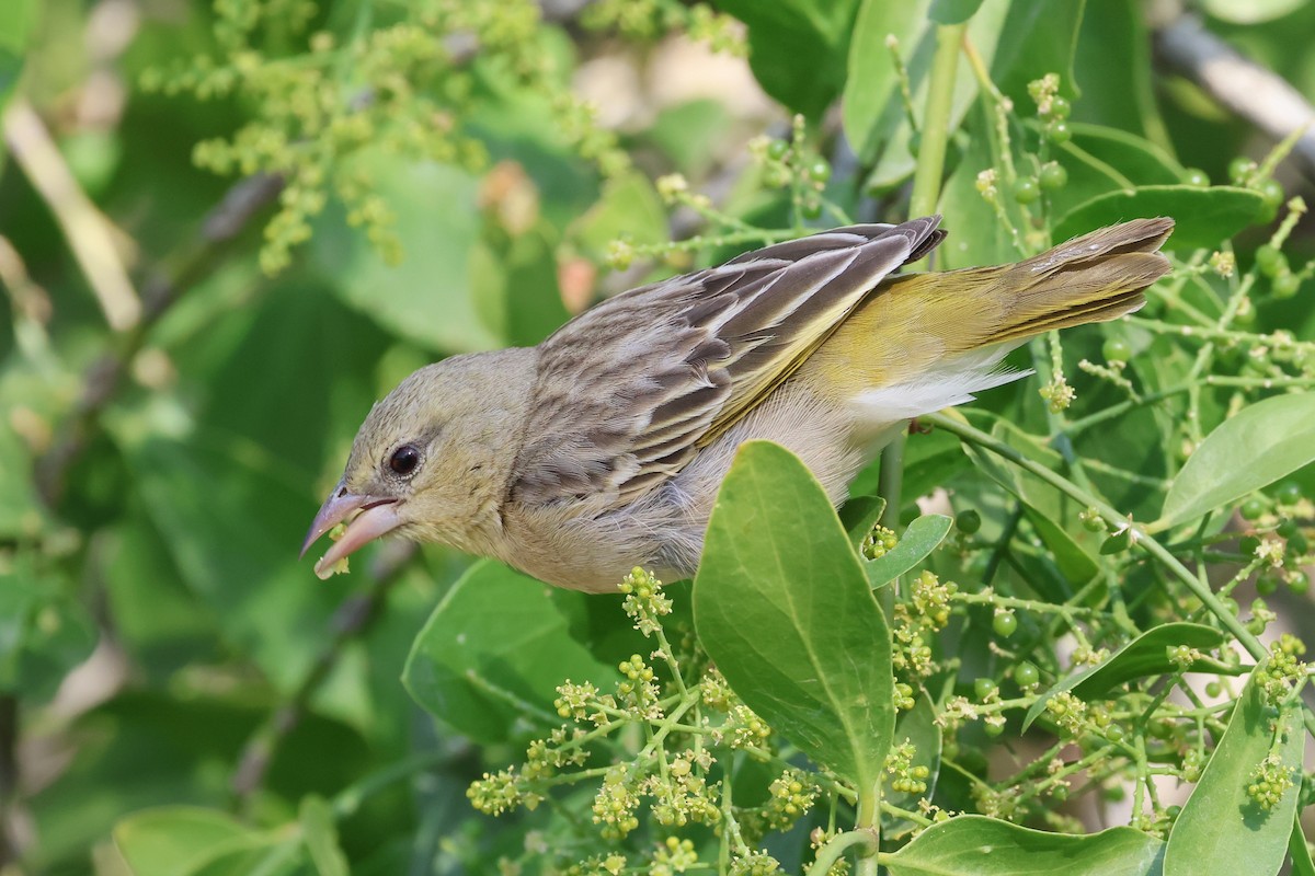 Southern Masked-Weaver - ML620643279