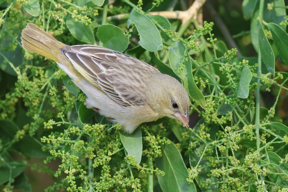 Southern Masked-Weaver - ML620643280