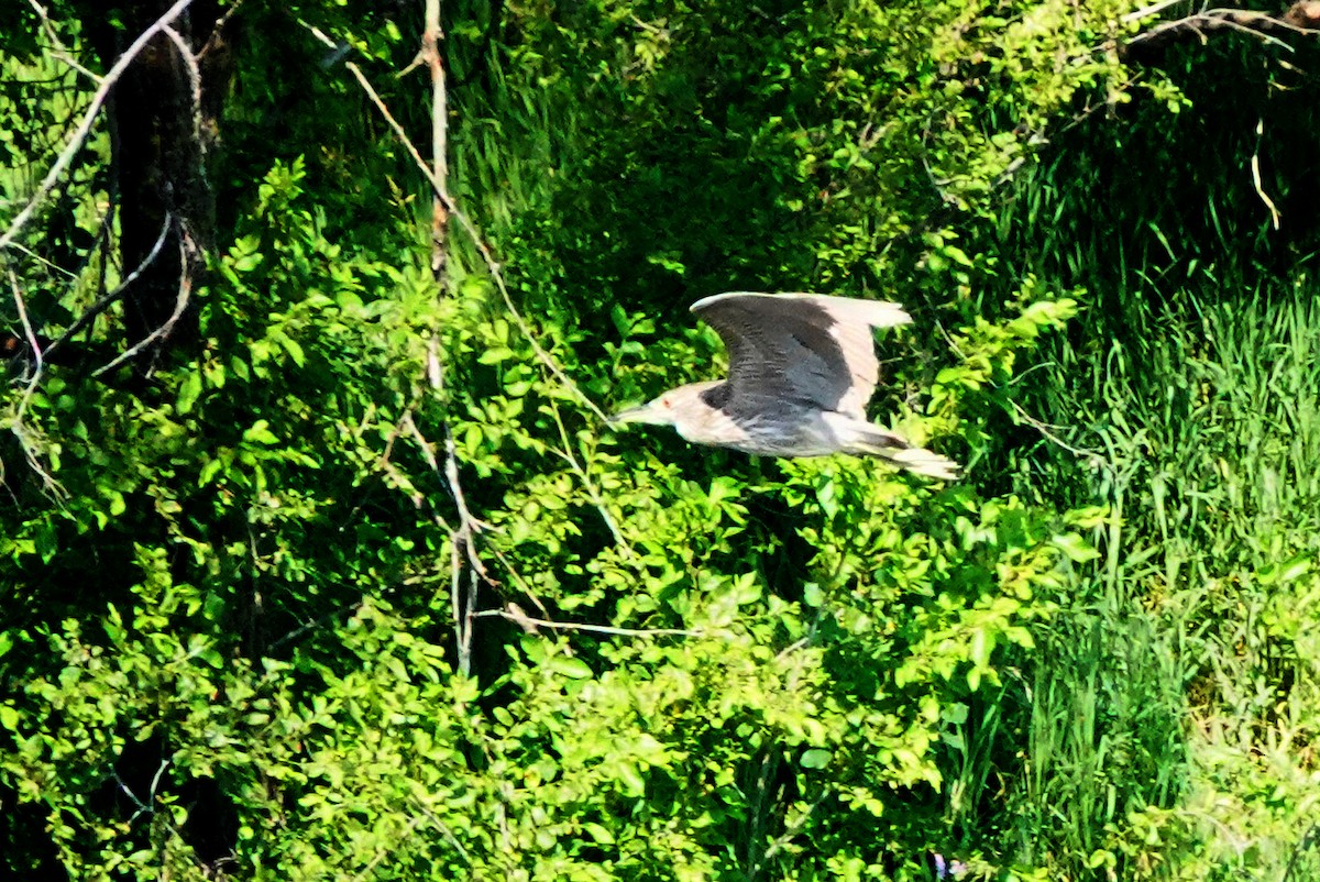 Black-crowned Night Heron - ML620643281