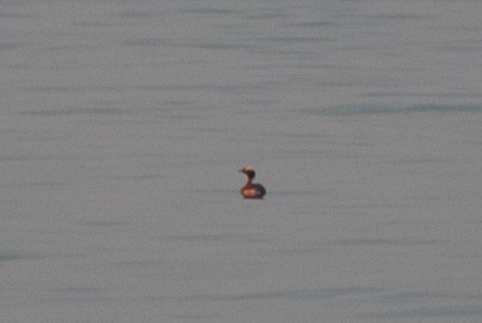 Horned Grebe - ML620643283