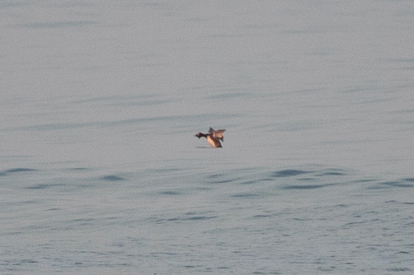 Horned Grebe - ML620643284