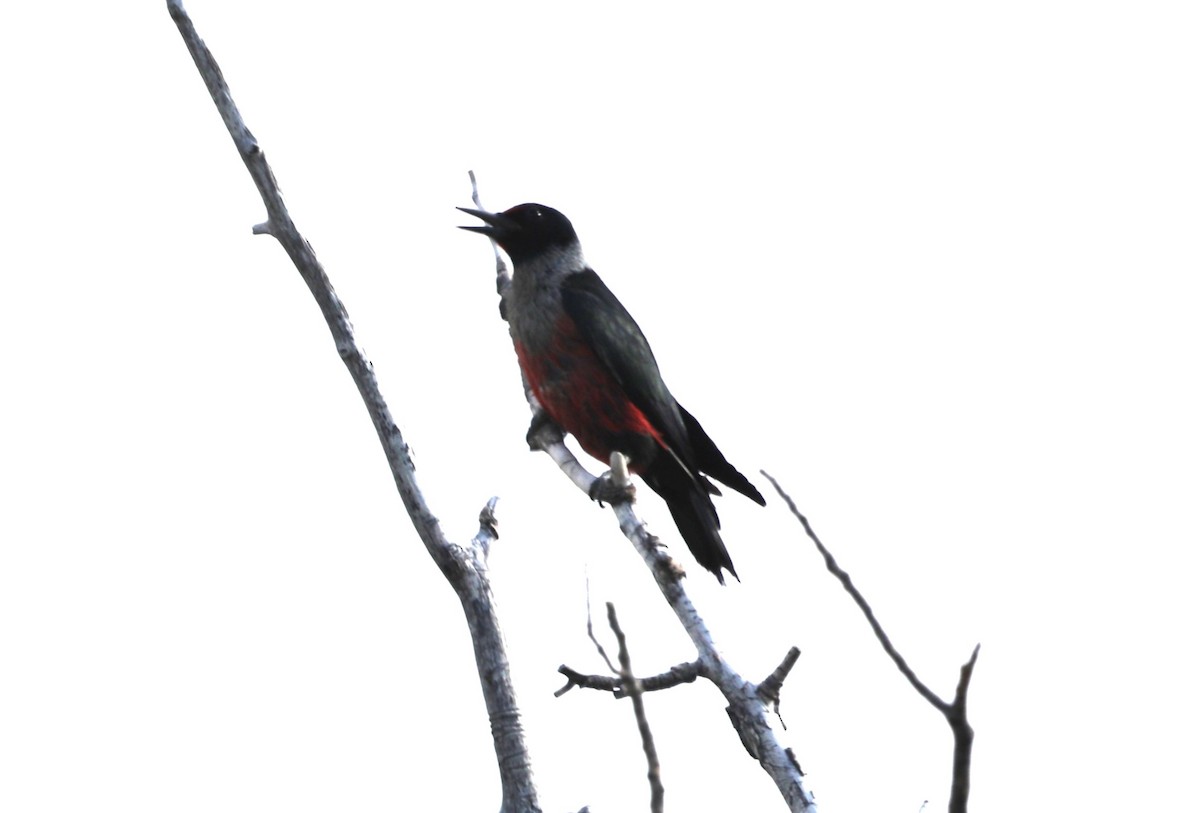 Lewis's Woodpecker - ML620643285