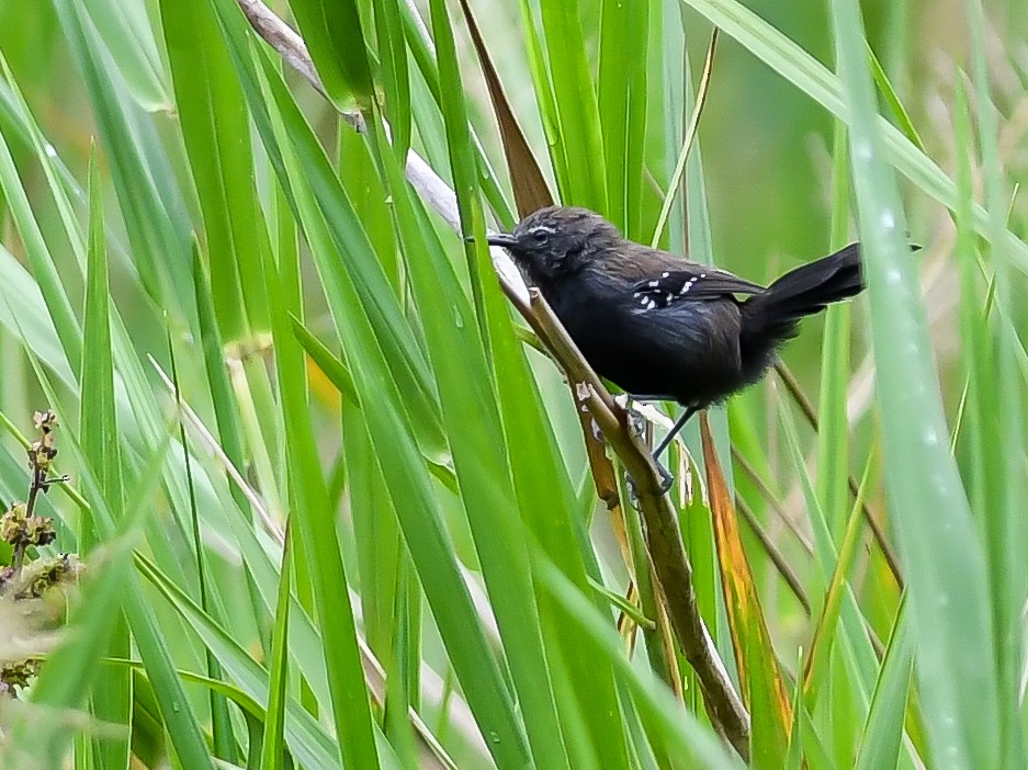 Marsh Antwren (Sao Paulo) - ML620643287