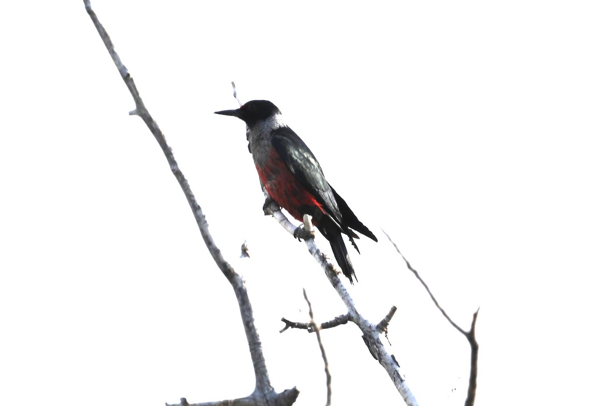 Lewis's Woodpecker - ML620643288