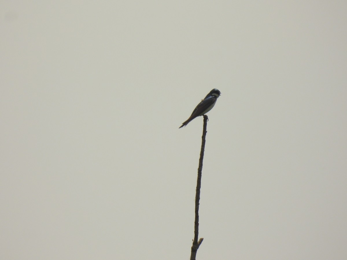 Tree Swallow - ML620643289