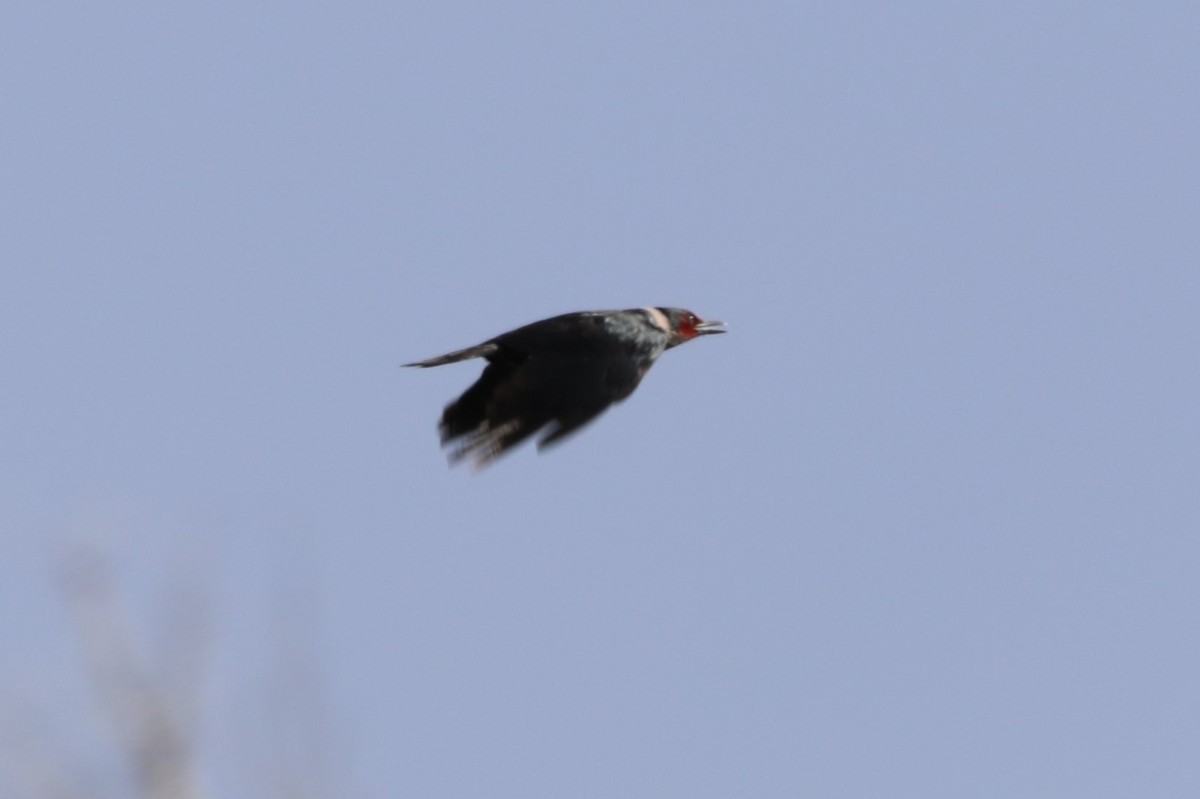 Lewis's Woodpecker - ML620643290