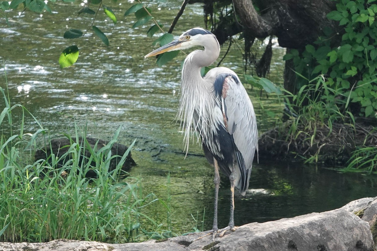 Great Blue Heron - ML620643291