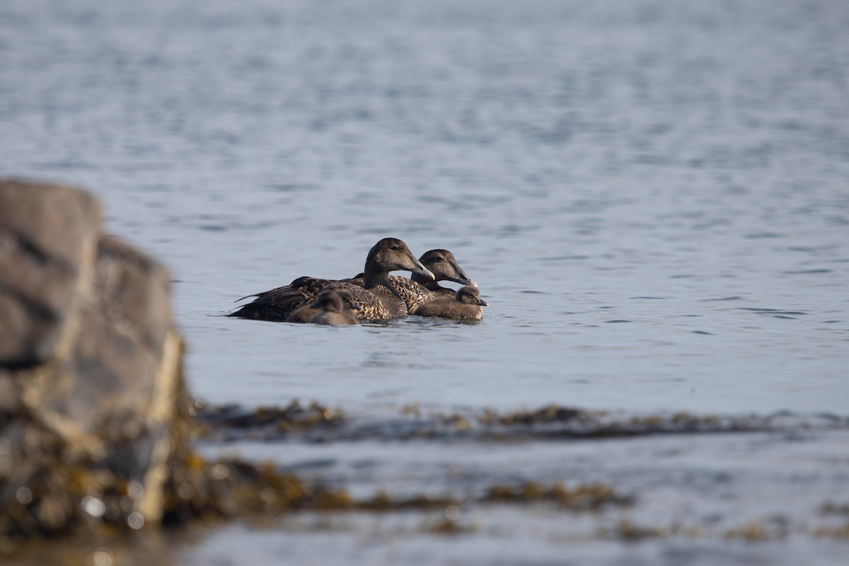 Common Eider (Dresser's) - Trenton Voytko