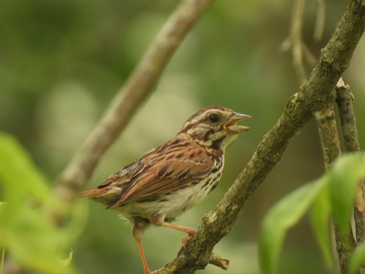 Song Sparrow - ML620643294