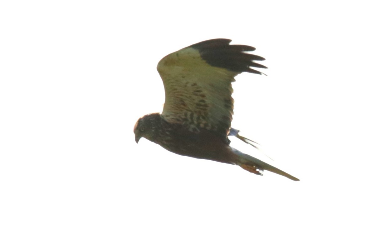 Western Marsh Harrier - ML620643296