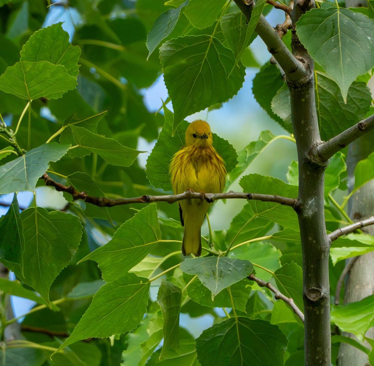 Paruline jaune - ML620643297