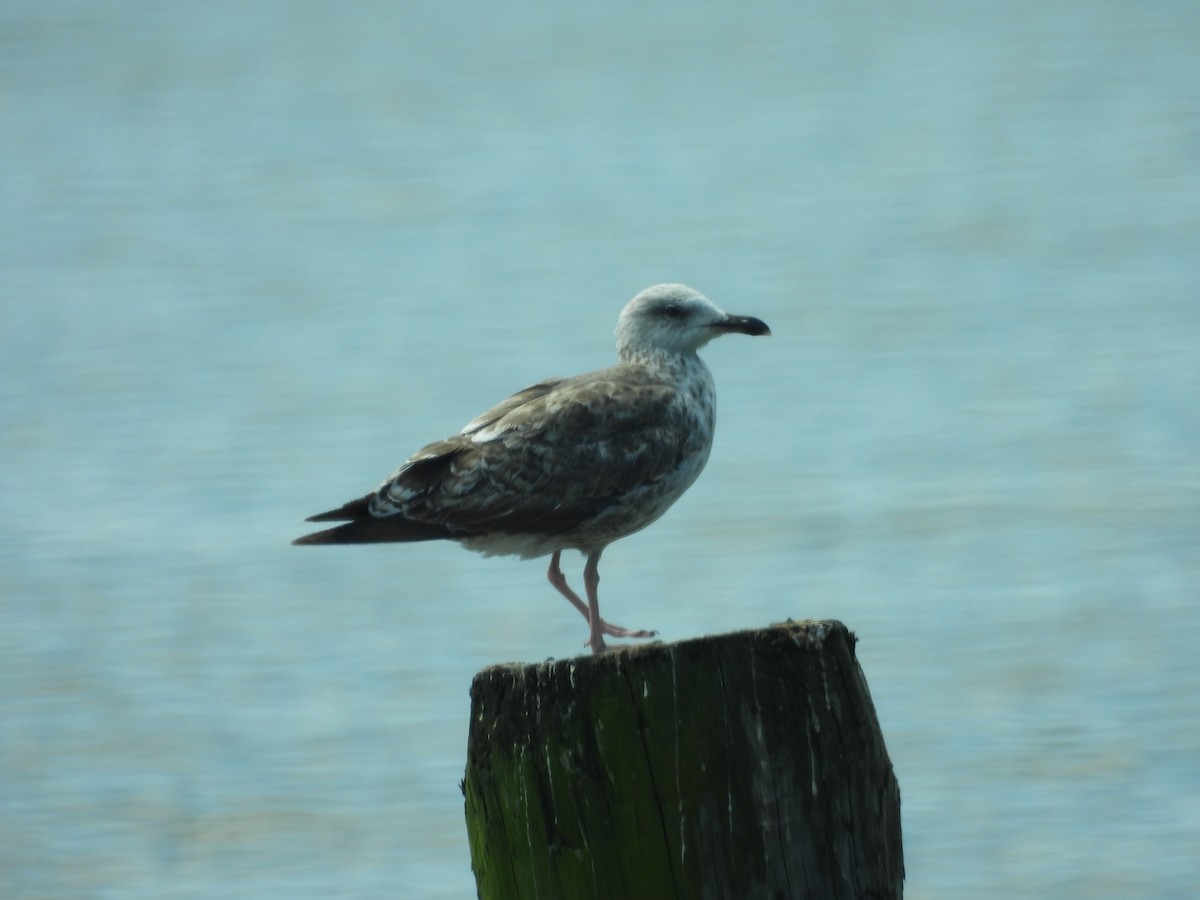 Lesser Black-backed Gull - Bruce Nott