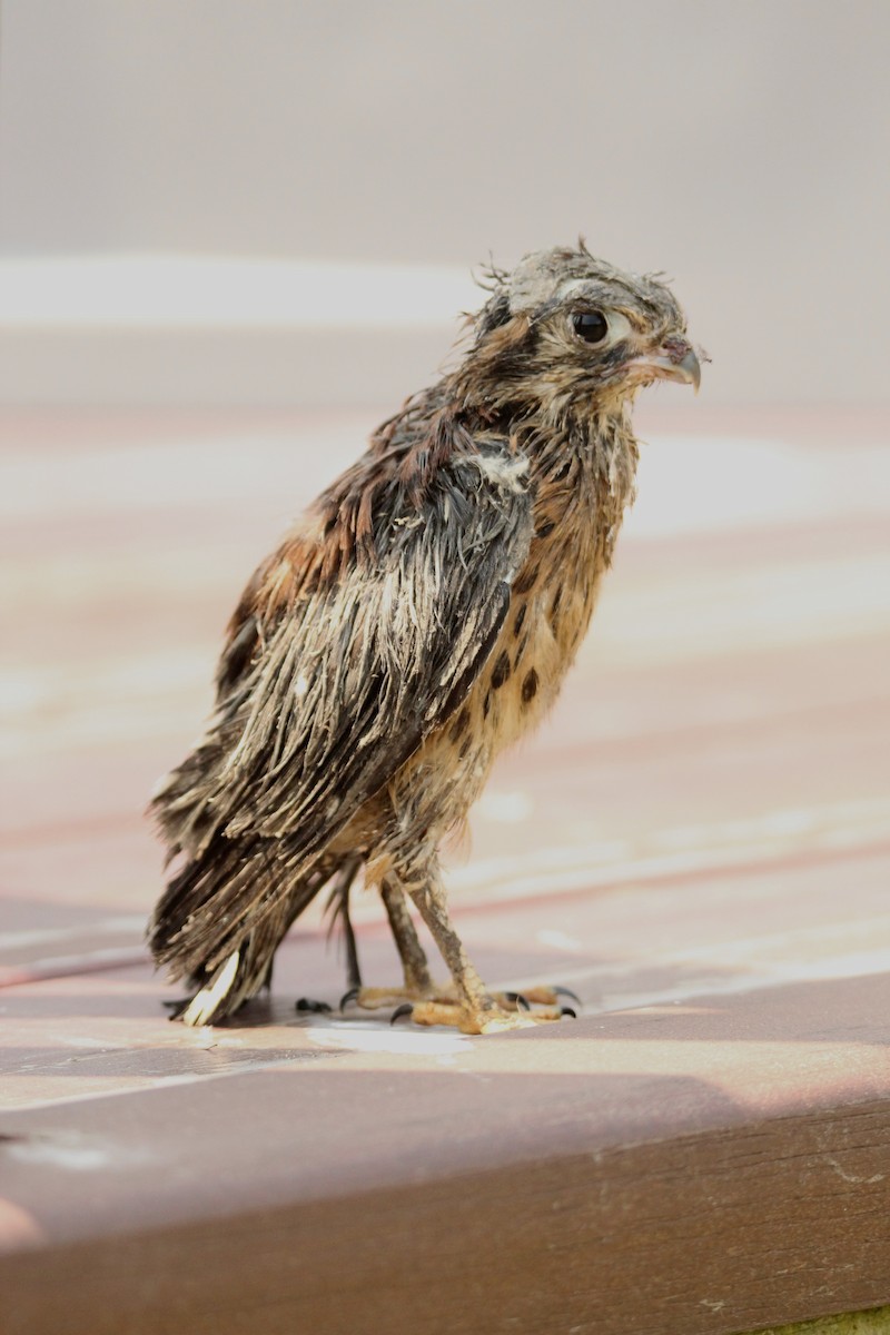 Buntfalke - ML620643299