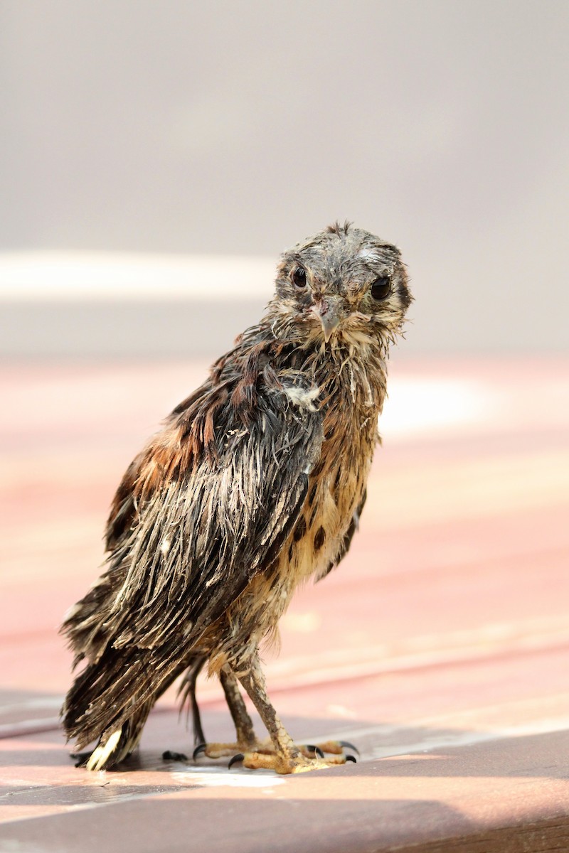 American Kestrel - ML620643301