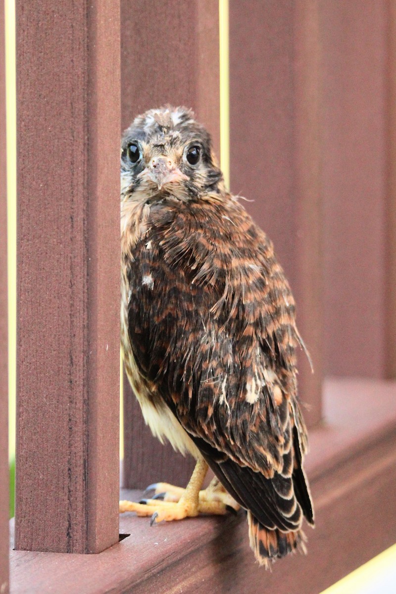 Buntfalke - ML620643302