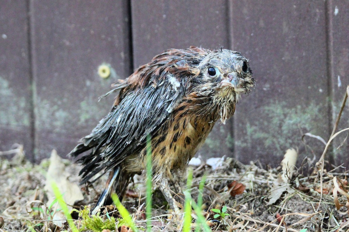 American Kestrel - ML620643303