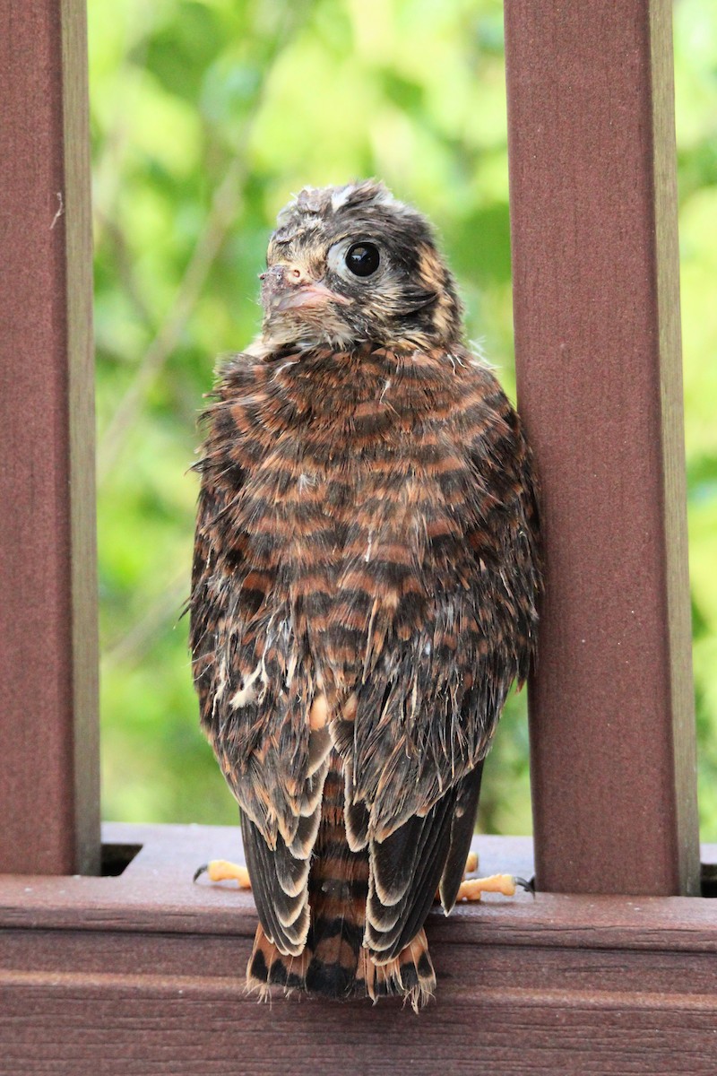 American Kestrel - ML620643305