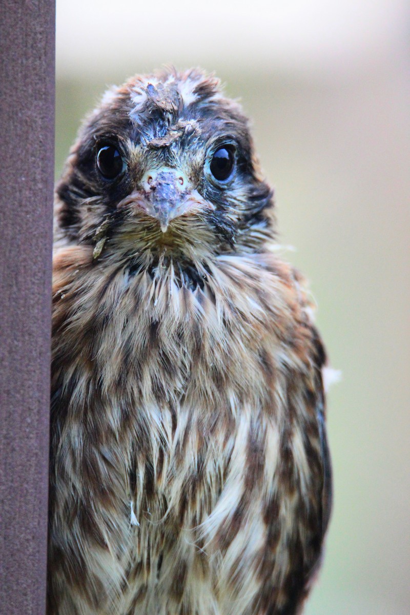 American Kestrel - ML620643306