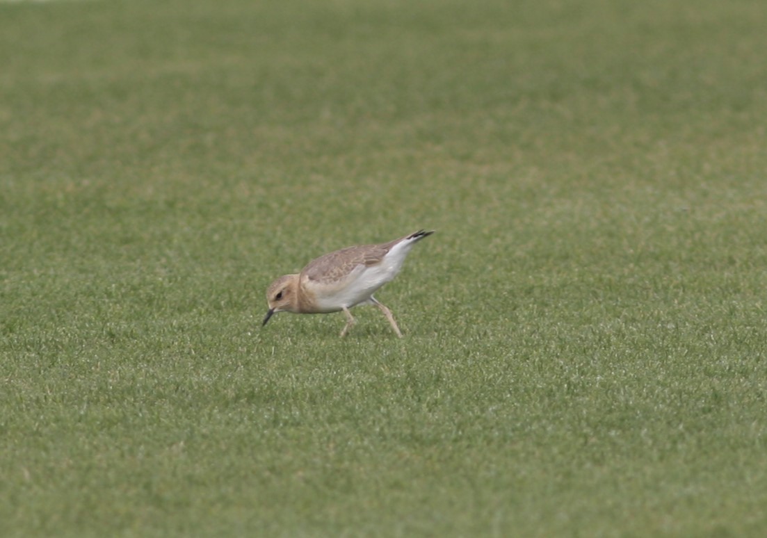 Mountain Plover - ML620643307