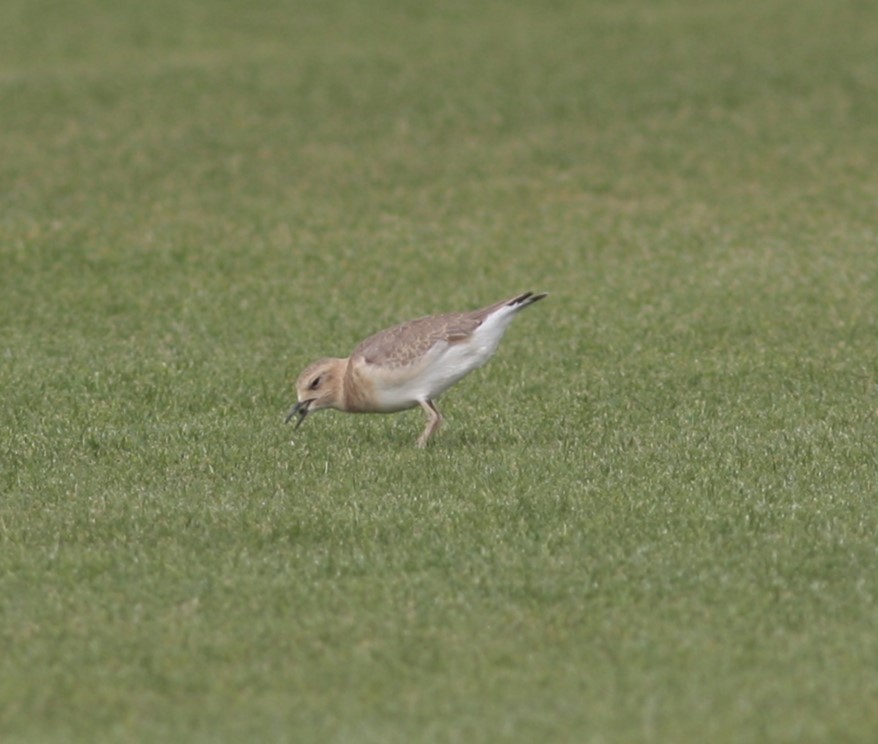 Mountain Plover - ML620643308