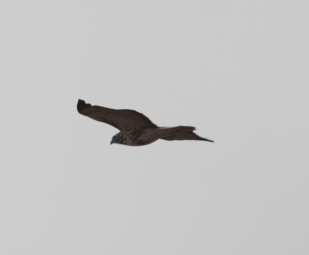 Red-tailed Hawk (calurus/alascensis) - ML620643309