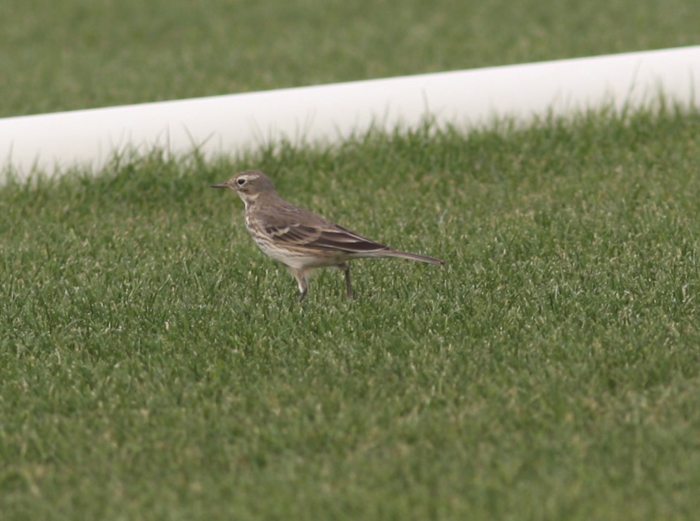 American Pipit - ML620643313