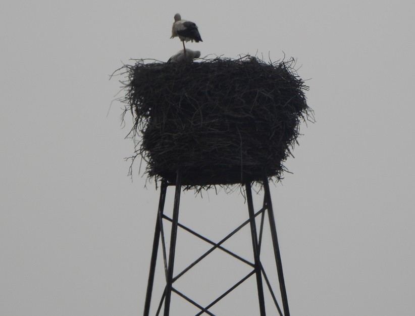 White Stork - ML620643318